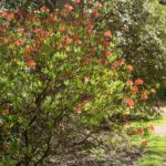 rhododendron-2