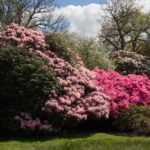rhododendron-3