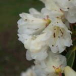 rhododendron-4