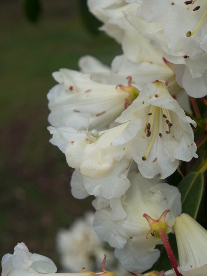 rhododendron-4