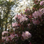 rhododendron-5