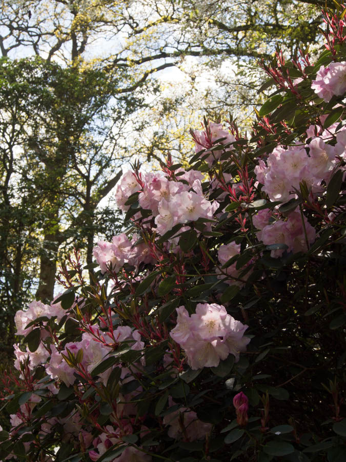 rhododendron-5