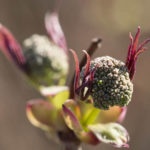roedhyll-1