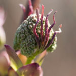 roedhyll-2