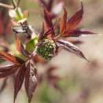 roedhyll-3