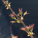 roedhyll-4