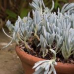 takloek-krukker-7