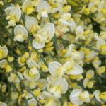 CytisusXpraecox