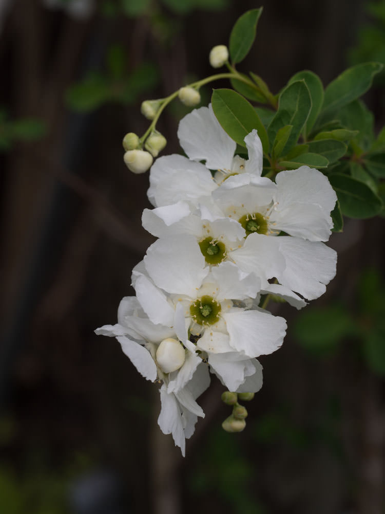 Perlebusk er en busk som blomstrer mai-juni med hvite blomster