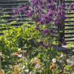 akeleie-plante-1