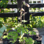akeleie-planter-1