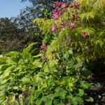 akeleie-planter-2