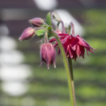 akeleie-stellata-1