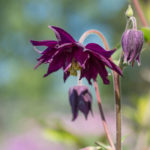 akeleie-stellata-2