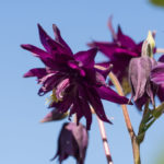 akeleie-stellata-3