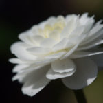duppsoleie-1