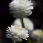 duppsoleie-2