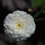 duppsoleie-3