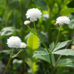 duppsoleie-4