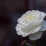 duppsoleie-5