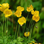 flicker-gill-catley