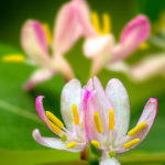 flicker-tartarleddved-2