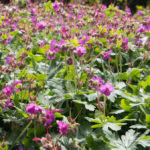 geranium