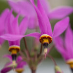 gudeblomst-1