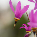 gudeblomst-2