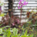 gudeblomst-3