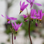 gudeblomst-4