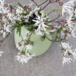 hanekam-white-robbin-1