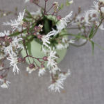 hanekam-white-robbin-2