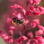 heuchera-humle