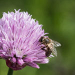 humle-gressloek-1