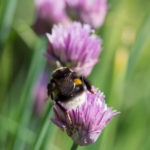humle-gressloek-2