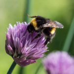 humle-gressloek-3