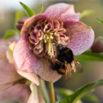 humle-helleborus