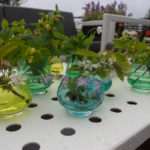 humleblomster-blomster