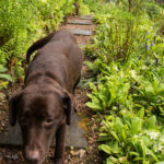 hund-1