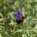 lavendel-humle-1