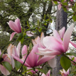 magnolia
