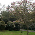magnolia-2