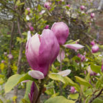 magnolia-4