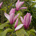 magnolia-5