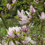 magnolia-6