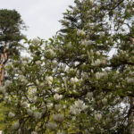 magnolia-7