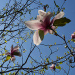 magnolia-8