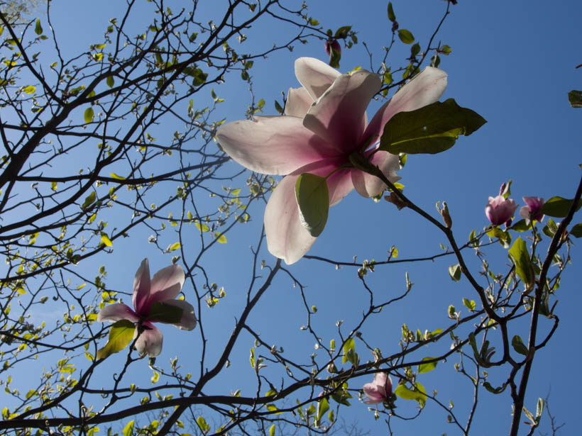 magnolia-8