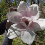 magnolia-9